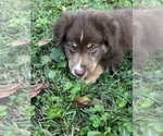 Small Photo #21 Australian Shepherd Puppy For Sale in MORROW, OH, USA