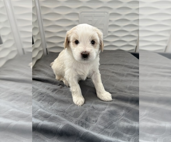 Medium Photo #16 Tibetan Terrier Puppy For Sale in ALEXANDRIA, VA, USA