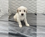 Small #1 Tibetan Terrier