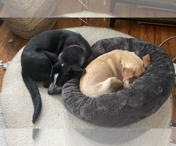 Medium Photo #5 Border Collie-Unknown Mix Puppy For Sale in Milwaukie, OR, USA