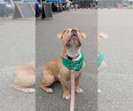 Small #1 American Pit Bull Terrier Mix