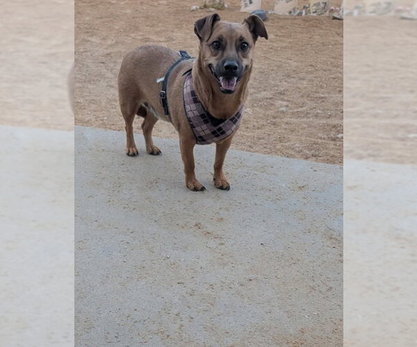 Medium Photo #1 Dachshund-Unknown Mix Puppy For Sale in Pena Blanca, NM, USA