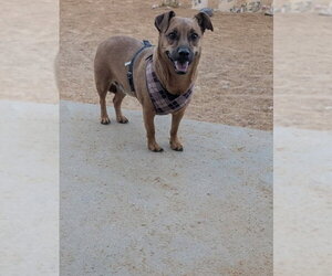 Dachshund-Unknown Mix Dogs for adoption in Pena Blanca, NM, USA