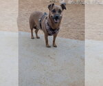Small Dachshund Mix
