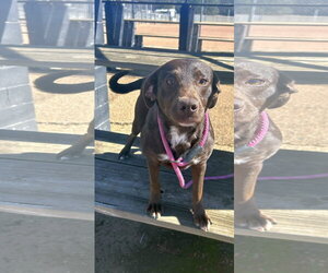 Lilah - Female Feist Terrier-Labrador Retriever Mix Dog for Adoption