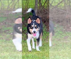 Clyve - Male Mutt Dog for Adoption - Photo #2