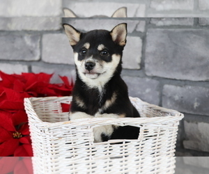 Shiba Inu Puppy for sale in SHILOH, OH, USA