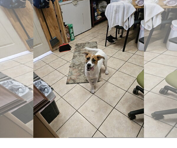 Medium Photo #1 Labbe Puppy For Sale in Tracy City, TN, USA
