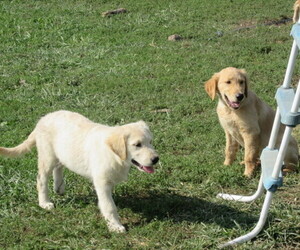 Golden Retriever Puppy for Sale in MOBERLY, Missouri USA
