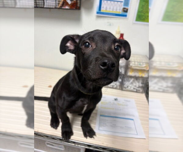 Medium Photo #1 Mutt Puppy For Sale in Bakersfield, CA, USA