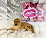 Hannah - Female Rat-Cha Puppy for Sale - Photo #6