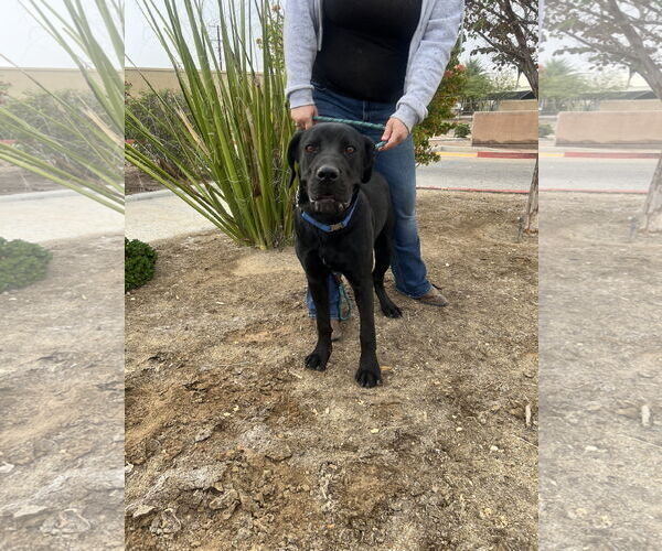 Medium Photo #8 Mutt Puppy For Sale in Goodyear, AZ, USA