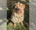 Small #1 American Pit Bull Terrier Mix