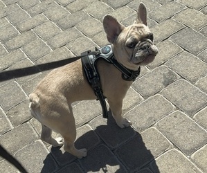 French Bulldog Puppy for Sale in OAKDALE, California USA