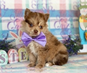 Pomeranian Puppy for sale in LANCASTER, PA, USA