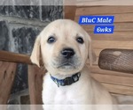 Small #6 Labrador Retriever
