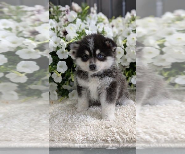 Medium Photo #7 Pomsky Puppy For Sale in GOSHEN, IN, USA