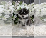 Small #6 Pomsky