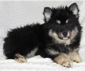 Pomsky Puppy for Sale in DENTON, Texas USA