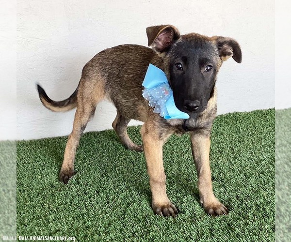Medium Photo #4 German Shepherd Dog-Unknown Mix Puppy For Sale in San Diego, CA, USA