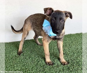 Claire - Female German Shepherd Dog-Unknown Mix Dog for Adoption - Photo #4