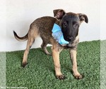 Small #3 German Shepherd Dog Mix