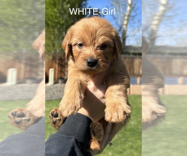 Medium Photo #20 Australian Labradoodle Puppy For Sale in STAR, ID, USA