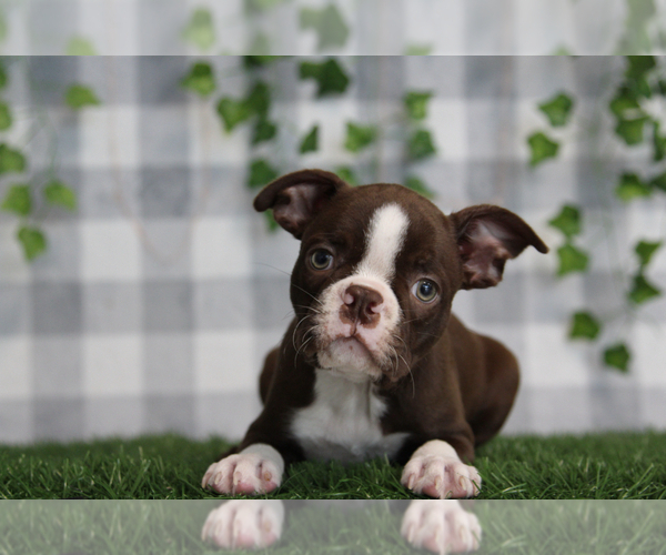 Medium Photo #1 Boston Terrier Puppy For Sale in MARIETTA, GA, USA
