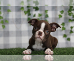 Small Boston Terrier