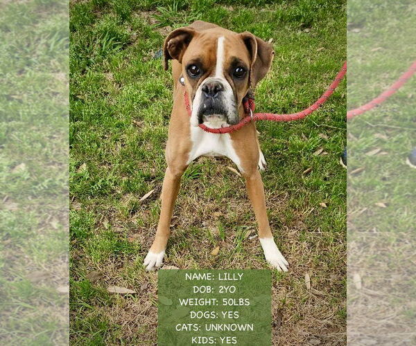 Medium Photo #3 Boxer Puppy For Sale in Dumont, NJ, USA