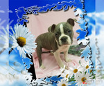 Small Photo #2 Boston Terrier Puppy For Sale in DUNDEE, OH, USA