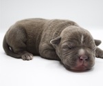Puppy 10 American Bully