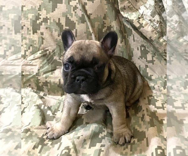 Medium Photo #1 French Bulldog Puppy For Sale in WARREN, MI, USA