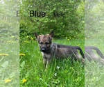 Puppy Blue German Shepherd Dog
