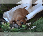 Small #1 Cavapoo (Miniature)