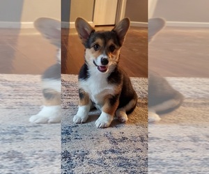 Pembroke Welsh Corgi Puppy for Sale in GRAHAM, Washington USA