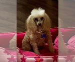 Small #1 Poodle (Toy)