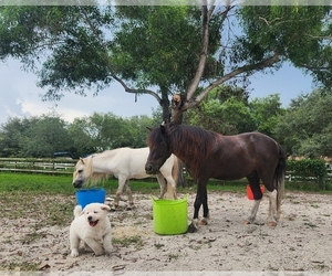Pyredoodle Puppy for sale in SOUTHWEST RANCHES, FL, USA