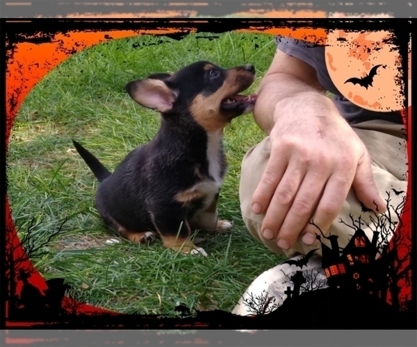 Medium Photo #43 Pembroke Welsh Corgi-Scottish Terrier Mix Puppy For Sale in GREELEY, CO, USA