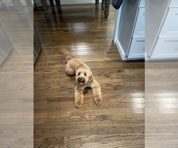 Medium Photo #1 Goldendoodle (Miniature) Puppy For Sale in DALLAS, TX, USA