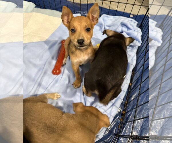Medium Photo #3 Australian Terrier-German Shepherd Dog Mix Puppy For Sale in Duluth, MN, USA