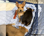 Small #2 Australian Terrier-German Shepherd Dog Mix