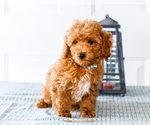 Small Photo #7 Poodle (Toy) Puppy For Sale in WAKARUSA, IN, USA