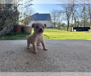 Chihuahua Puppy for sale in AUSTIN, TX, USA