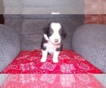 Small Photo #20 Border Collie Puppy For Sale in AIKEN, SC, USA
