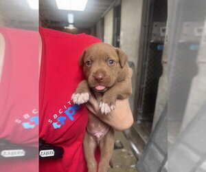 Labrador Retriever-Unknown Mix Dogs for adoption in San Bernardino, CA, USA