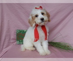 Small Photo #10 Goldendoodle (Miniature) Puppy For Sale in MILLERSBURG, OH, USA