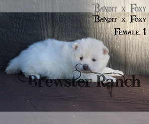 Pomsky Puppy for sale in TIMPSON, TX, USA