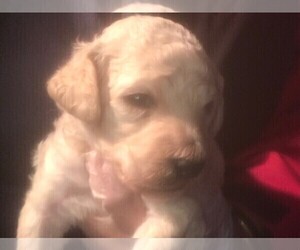 Goldendoodle Puppy for sale in PARKER, CO, USA