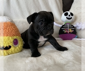 French Bulldog Puppy for sale in JOHNS ISLAND, SC, USA